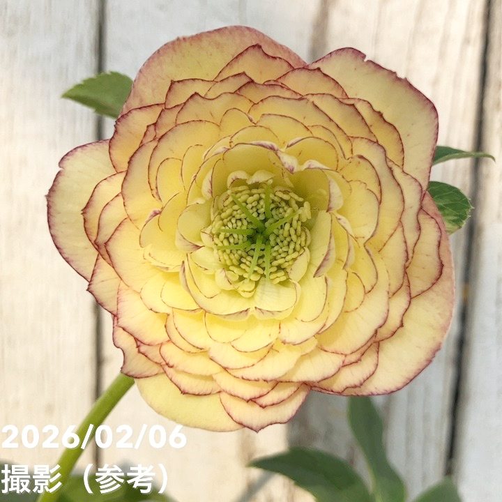 お買い得一点物咲き進み株】加藤農園 多弁クリスマスローズ