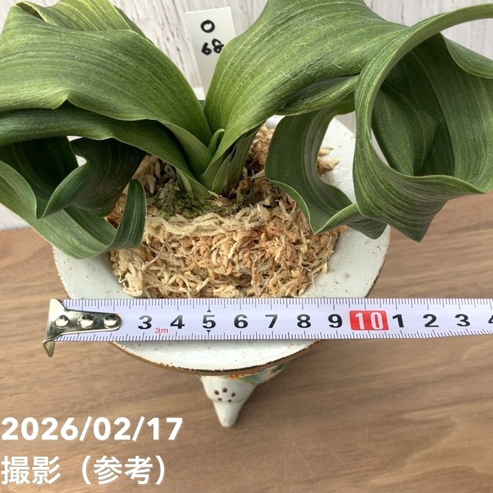 現品お届け】豊明園 万年青 オモト 白斑獅子（しらふじし）錦鉢（O68