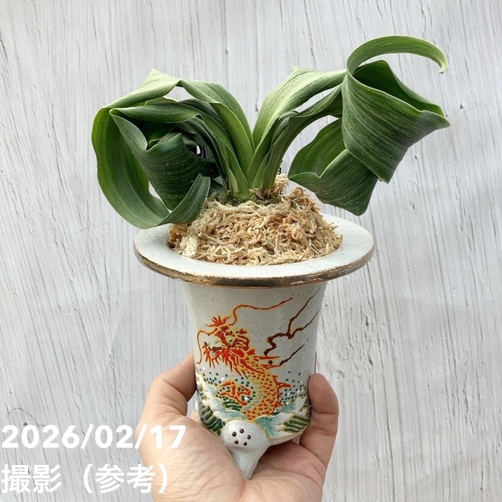 現品お届け】豊明園 万年青 オモト 白斑獅子（しらふじし）錦鉢（O68