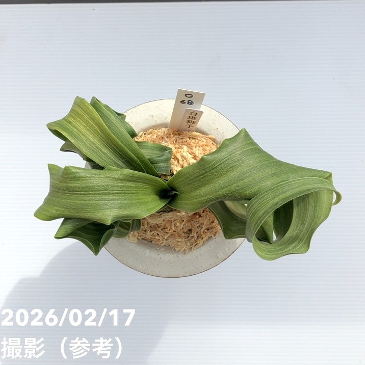 現品お届け】豊明園 万年青 オモト 白斑獅子（しらふじし）錦鉢（O68