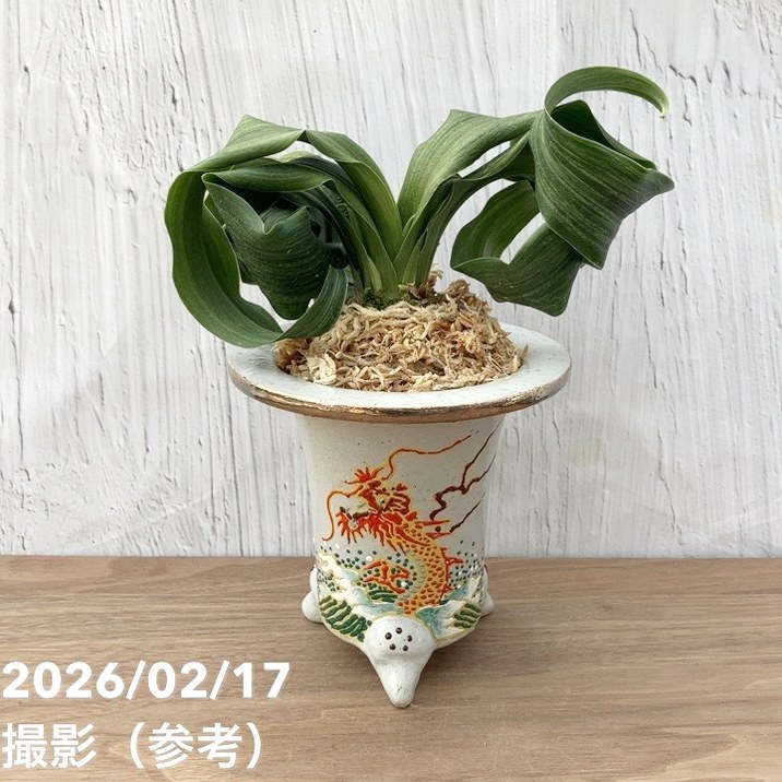 万年青　オモト　獅子　白覆輪斑　4.5号陶器鉢つき　か 現品お届け】豊明園 万年青 オモト 白斑獅子（しらふじし）錦鉢（O68