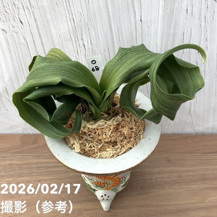 現品お届け】豊明園 万年青 オモト 白斑獅子（しらふじし）錦鉢（O68