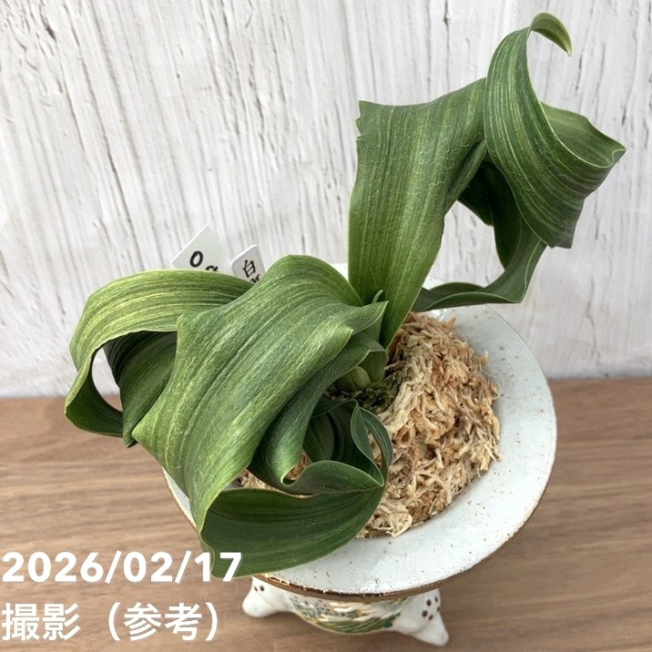 現品お届け】豊明園 万年青 オモト 白斑獅子（しらふじし）錦鉢（O68