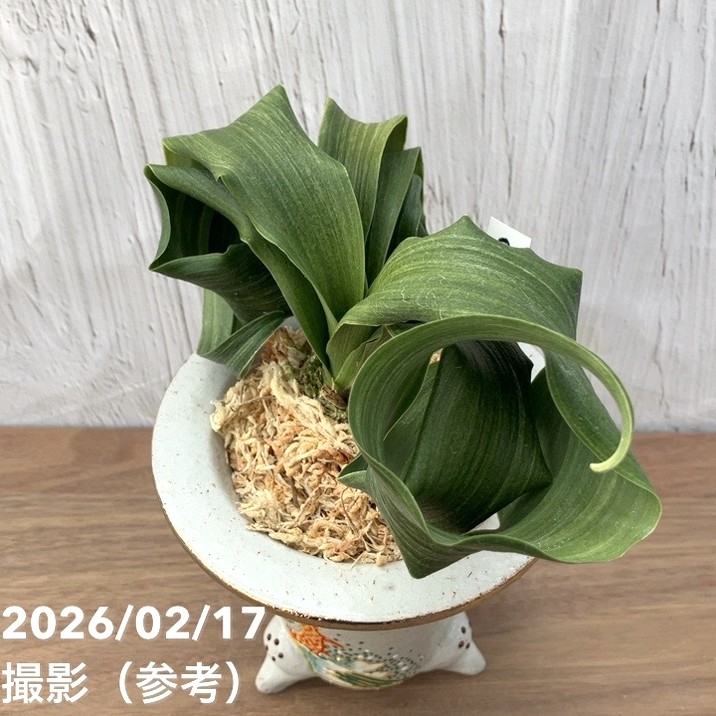 現品お届け】豊明園 万年青 オモト 白斑獅子（しらふじし）錦鉢（O68