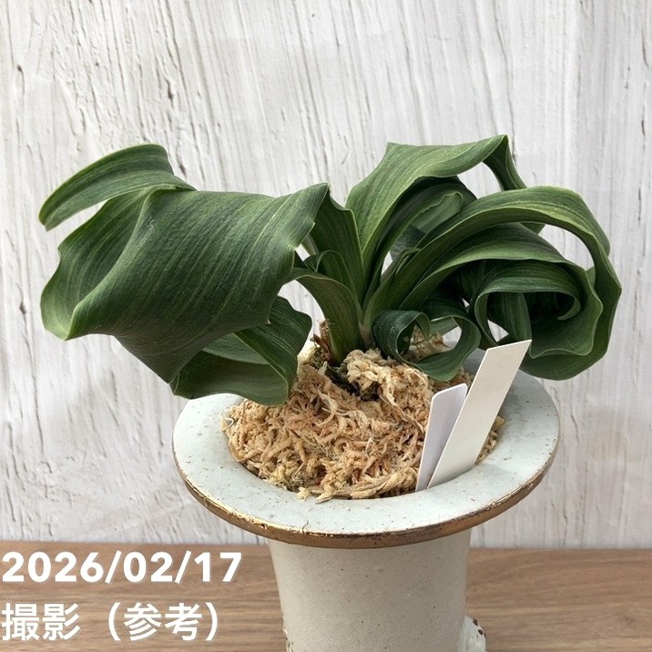 現品お届け】豊明園 万年青 オモト 白斑獅子（しらふじし）錦鉢（O68