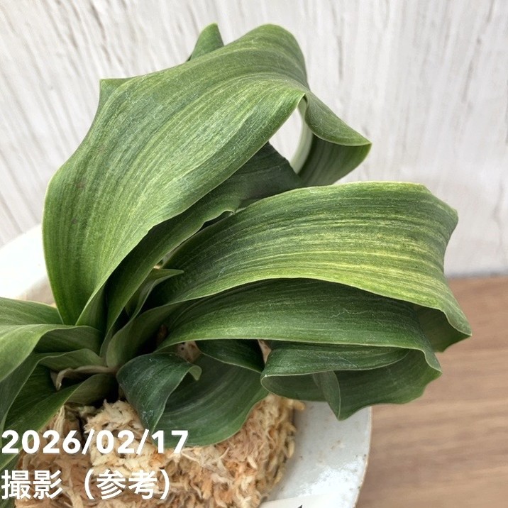 現品お届け】豊明園 万年青 オモト 白斑獅子（しらふじし）錦鉢（O68