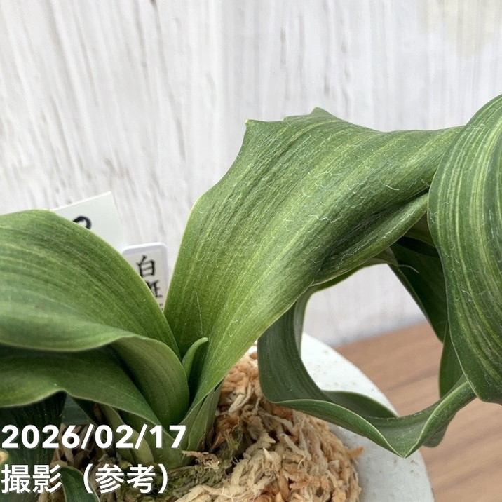 現品お届け】豊明園 万年青 オモト 白斑獅子（しらふじし）錦鉢（O68