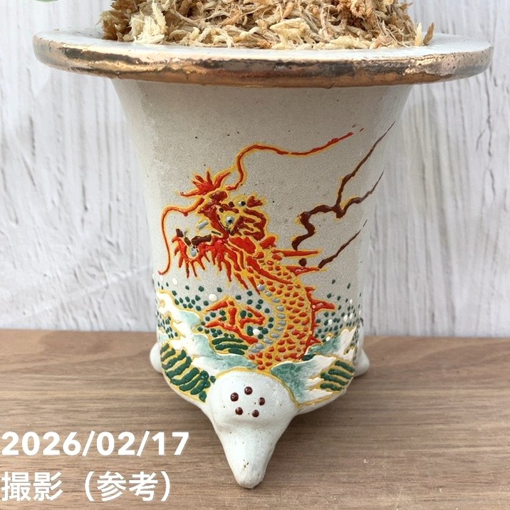 現品お届け】豊明園 万年青 オモト 白斑獅子（しらふじし）錦鉢（O68