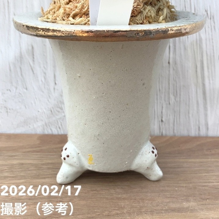 現品お届け】豊明園 万年青 オモト 白斑獅子（しらふじし）錦鉢（O68