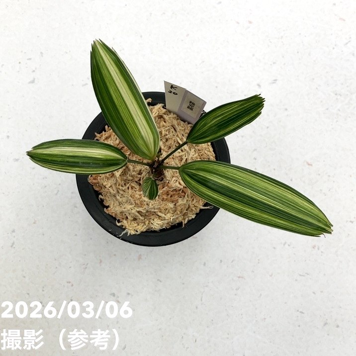 現品お届け】観音竹 カンノンチク 稚児錦 ちごにしき プラ鉢（K30