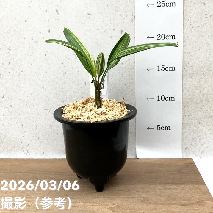 現品お届け】観音竹 カンノンチク 稚児錦 ちごにしき プラ鉢（K30