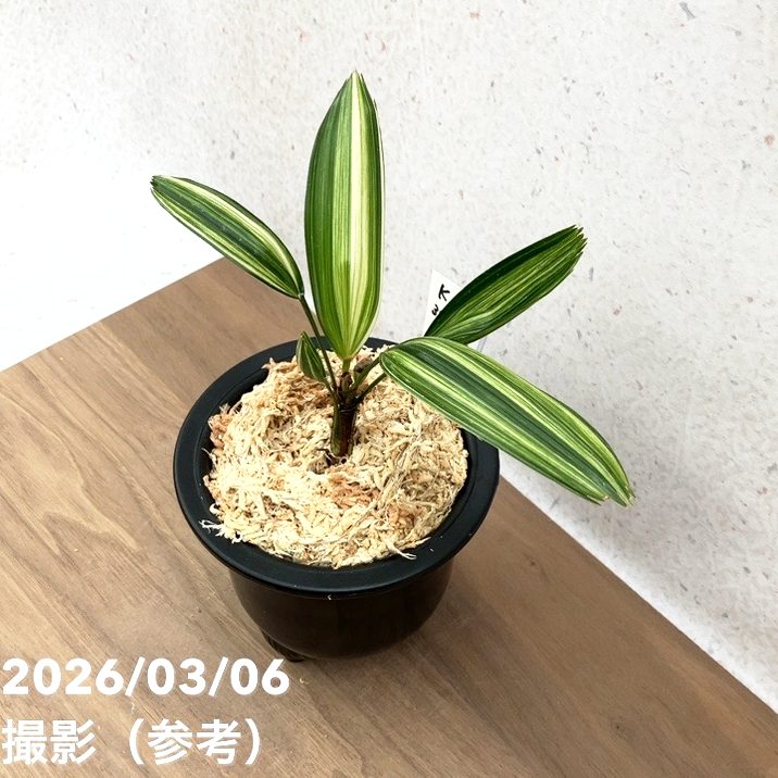 決算P5倍！10%OFF！8/2まで】【現品お届け】観音竹 カンノンチク 稚児