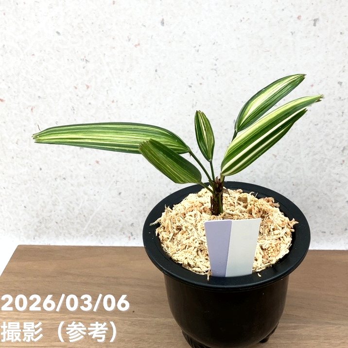 現品お届け】観音竹 カンノンチク 稚児錦 ちごにしき プラ鉢（K30