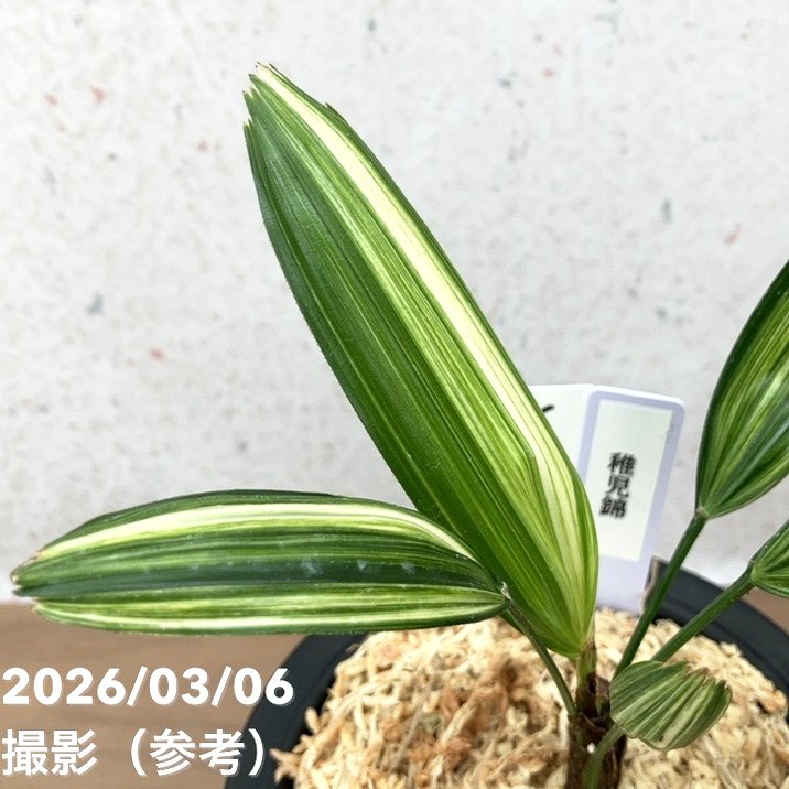 現品お届け】観音竹 カンノンチク 稚児錦 ちごにしき プラ鉢（K30