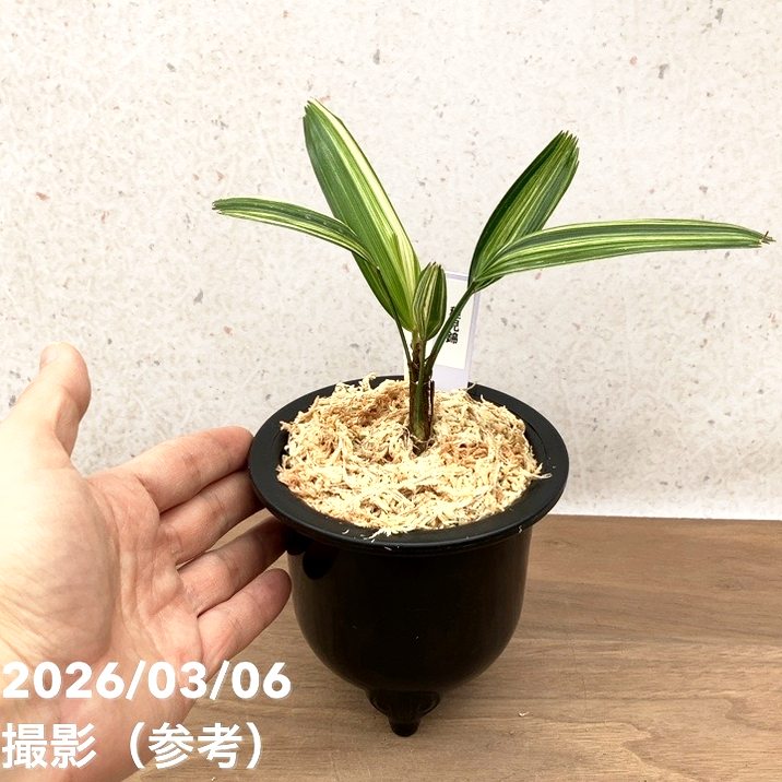 現品お届け】観音竹 カンノンチク 稚児錦 ちごにしき プラ鉢（K30