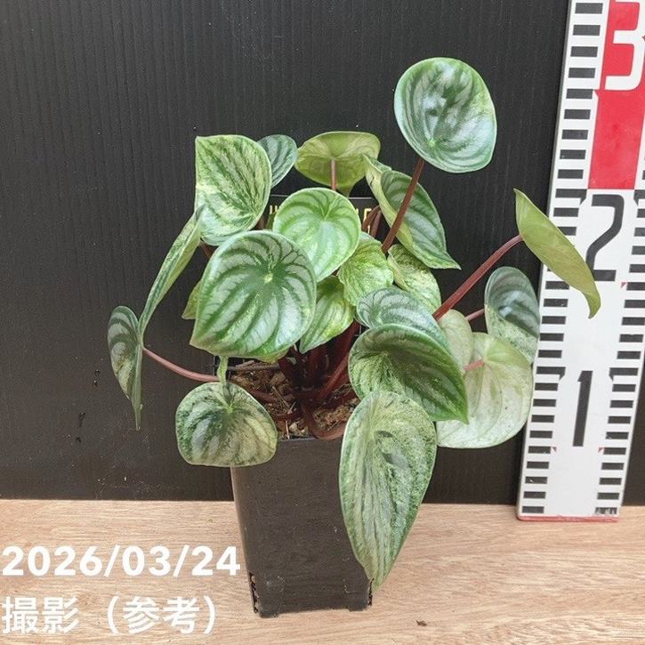 ペペロミア Peperomia 雪兎 4号ロング｜観葉04-PA | 観葉・多肉 | 赤塚