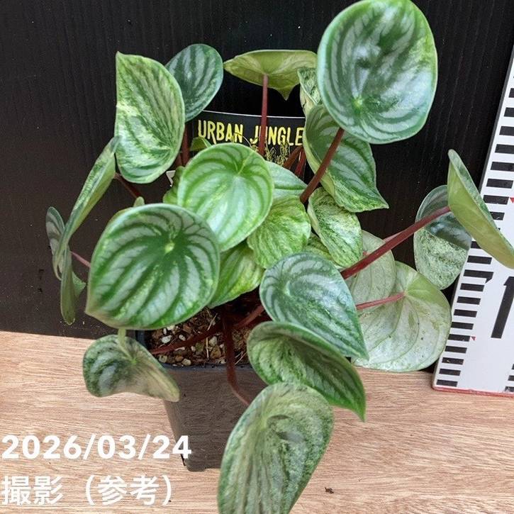決算P5倍！8/2まで】ペペロミア Peperomia 雪兎 4号ロング｜観葉04-PA