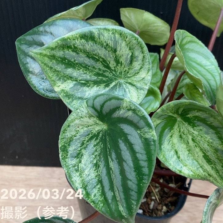 決算P5倍！8/2まで】ペペロミア Peperomia 雪兎 4号ロング｜観葉04-PA