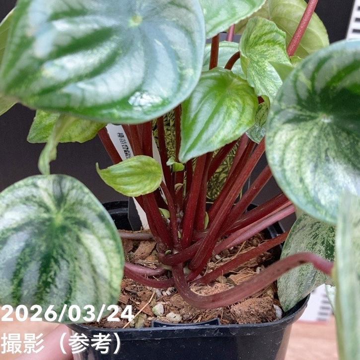 決算P5倍！8/2まで】ペペロミア Peperomia 雪兎 4号ロング｜観葉04-PA
