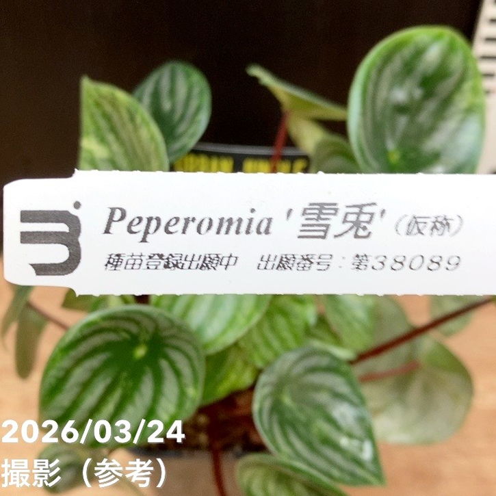 決算P5倍！8/2まで】ペペロミア Peperomia 雪兎 4号ロング｜観葉04-PA