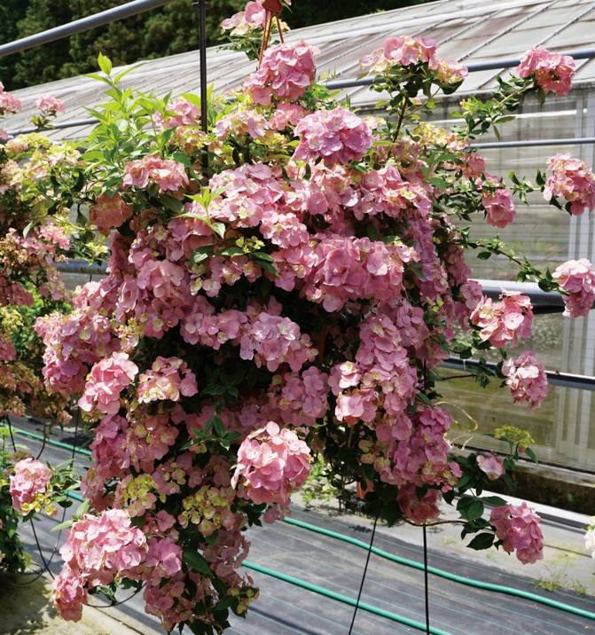 PW ラグランジア オーロランジュ 5号｜花木10-TU | 花木・庭木