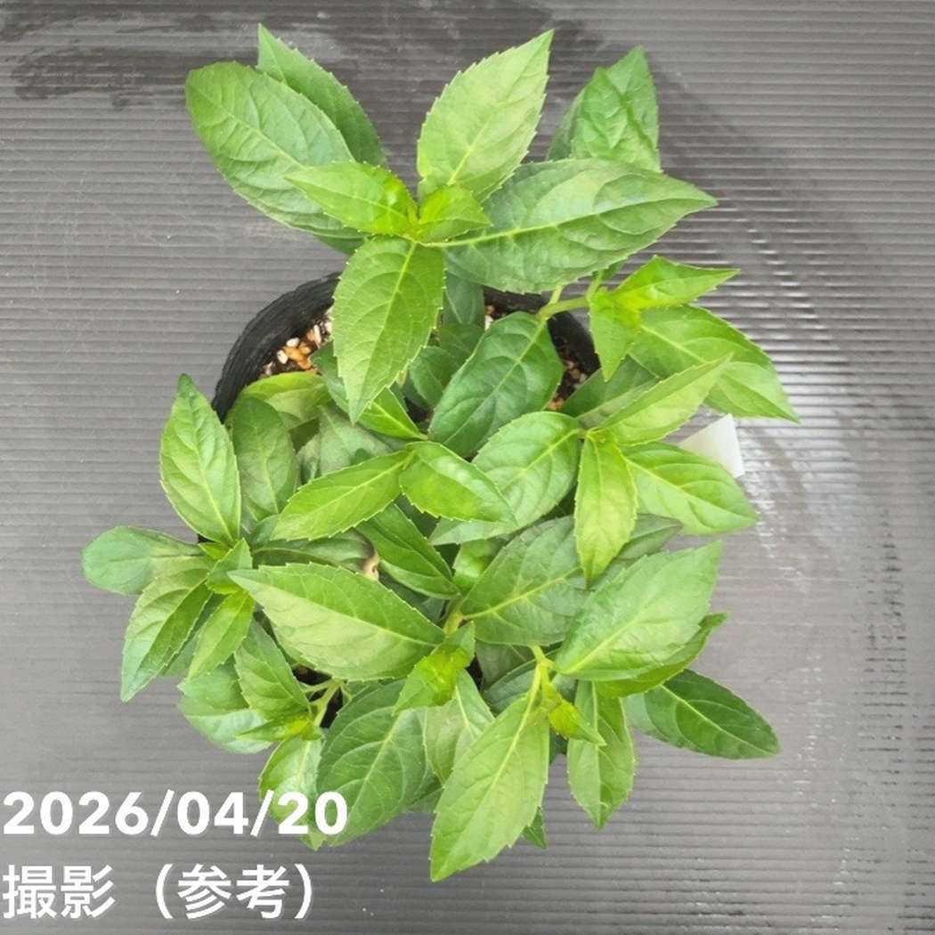 決算P5倍！10%OFF！8/2まで】PW ラグランジア オーロランジュ 5号