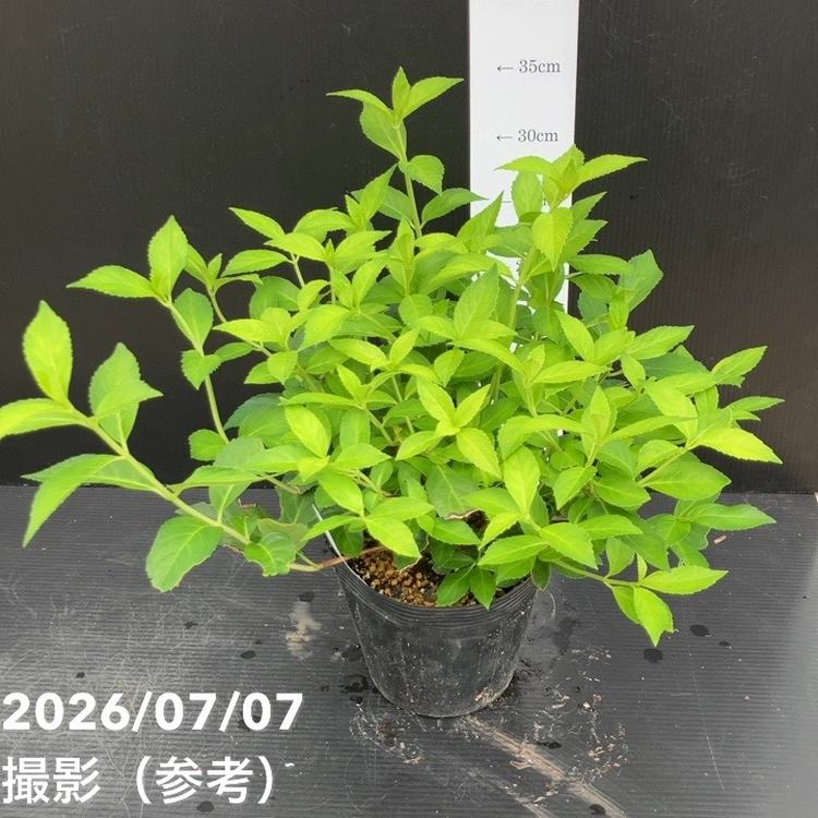 決算P5倍！10%OFF！8/2まで】PW ラグランジア オーロランジュ 5号
