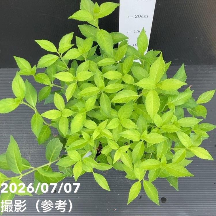 決算P5倍！10%OFF！8/2まで】PW ラグランジア オーロランジュ 5号