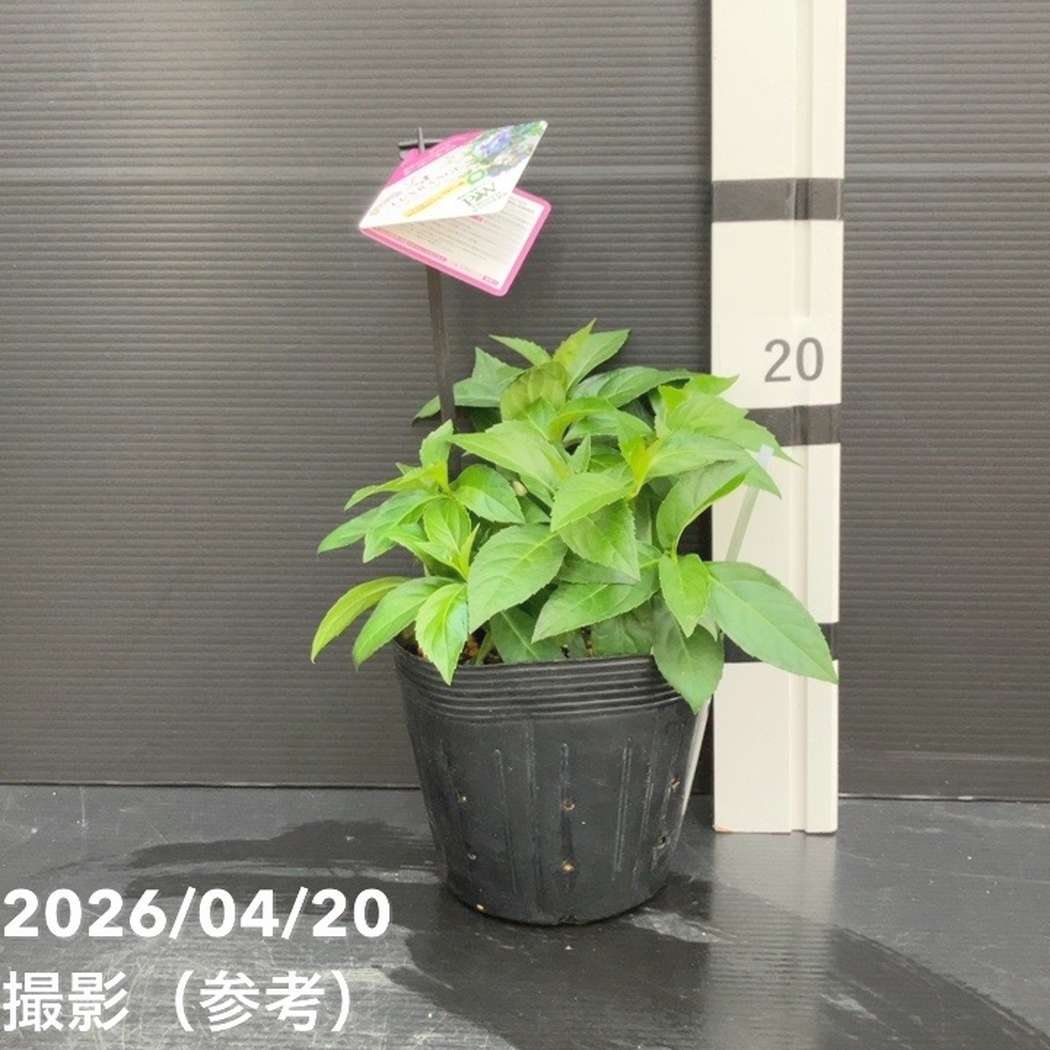 秋セール10%OFF！11/1まで】PW ラグランジア オーロランジュ 5号｜花木