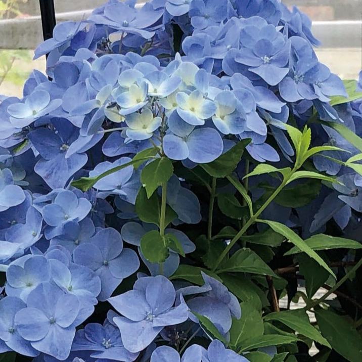 【花苗】PW正規品 ラグランジア オーロランジュ ②❤︎お花あり　新品種 ラグランジア® オーロランジュ | PROVEN WINNERS (PW)【植物の国際