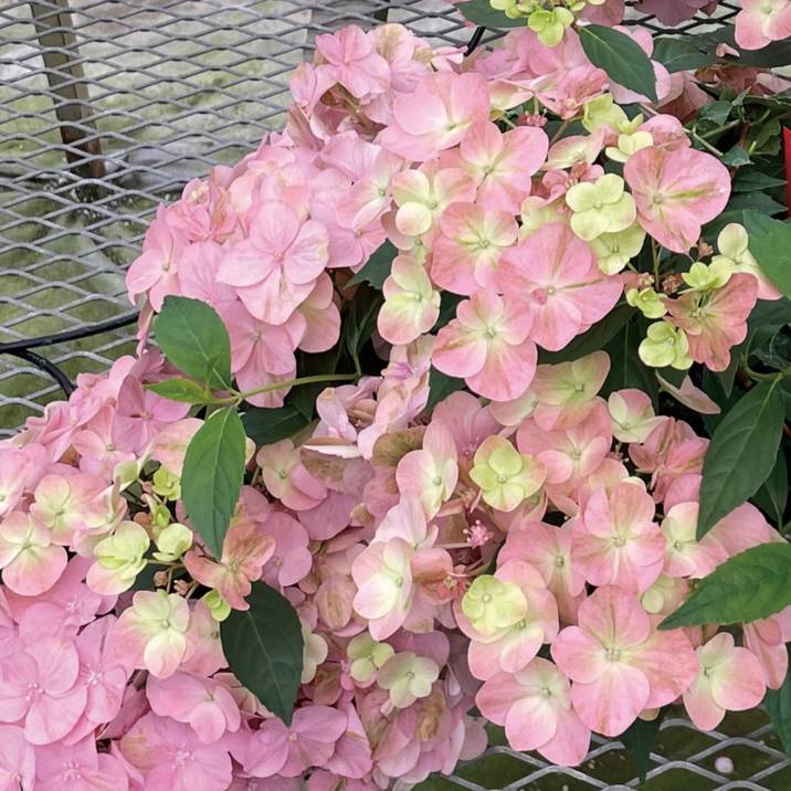 PW ラグランジア オーロランジュ 5号｜花木10-TU | 花木・庭木