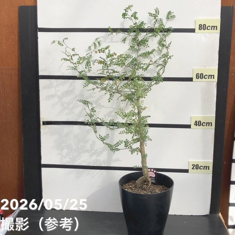 決算P5倍！10%OFF！8/2まで】オペルクリカリア デカリー 7号｜観葉10