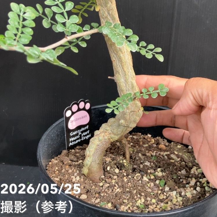 決算P5倍！10%OFF！8/2まで】オペルクリカリア デカリー 7号｜観葉10
