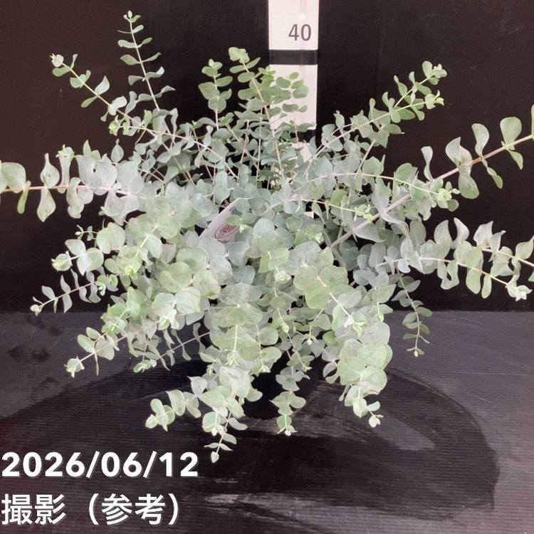 65周年記念セール】ユーカリ シルバーダラー 7号｜花木10-TU | 花木