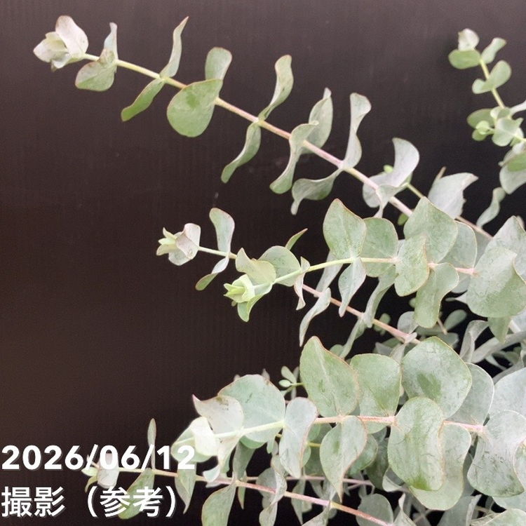 ユーカリ シルバーダラー 7号｜花木10-TU | 花木・庭木,[記念樹