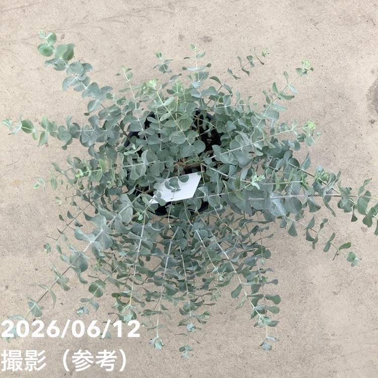 65周年記念セール】ユーカリ シルバーダラー 7号｜花木10-TU | 花木