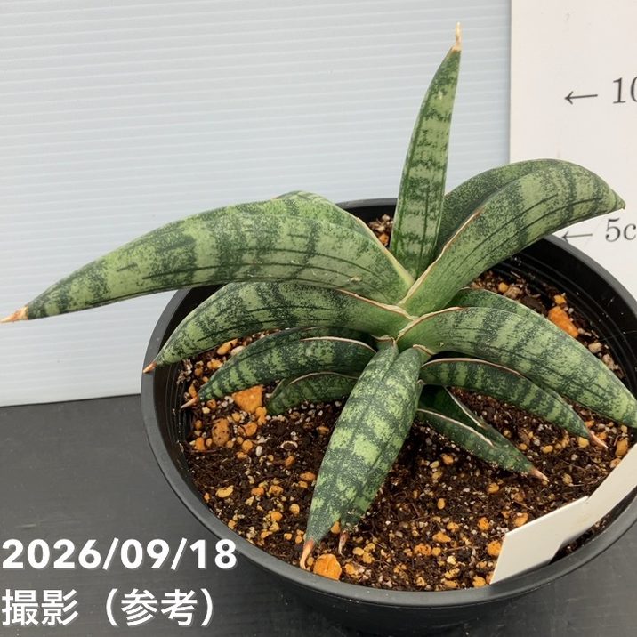 現品お届け】サンスベリア 5号 タランチュラ プラ鉢（S271）｜観葉02