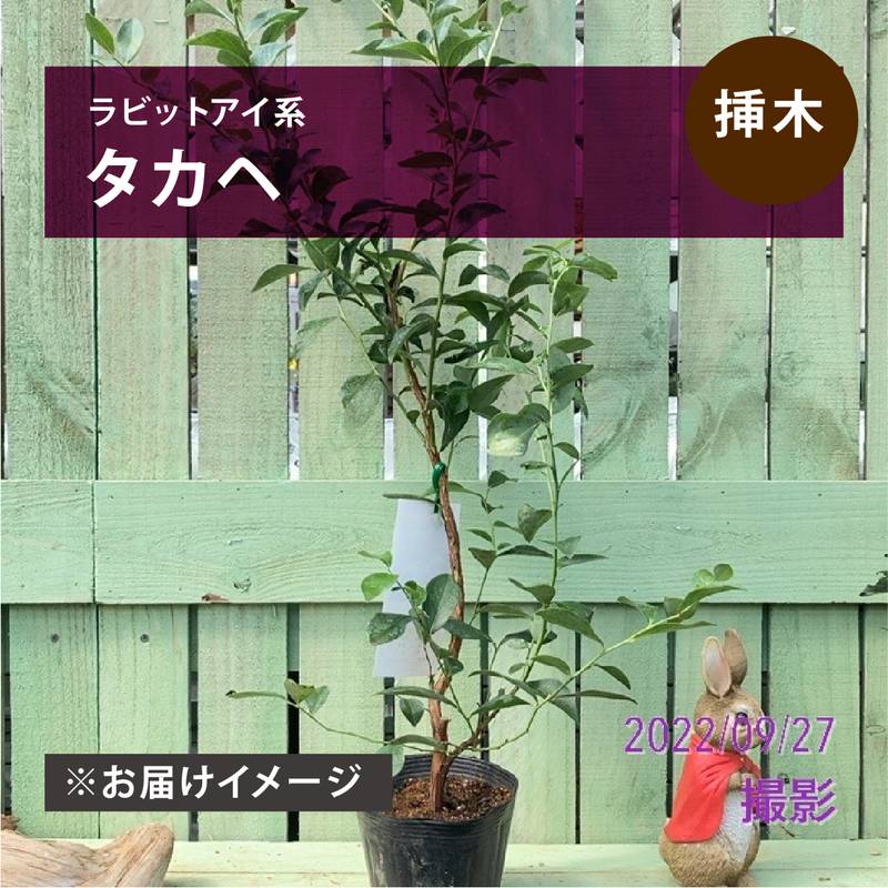 ブルーベリー ラビットアイ系 タカヘ 4.5～5号｜果樹04-PA | 果樹
