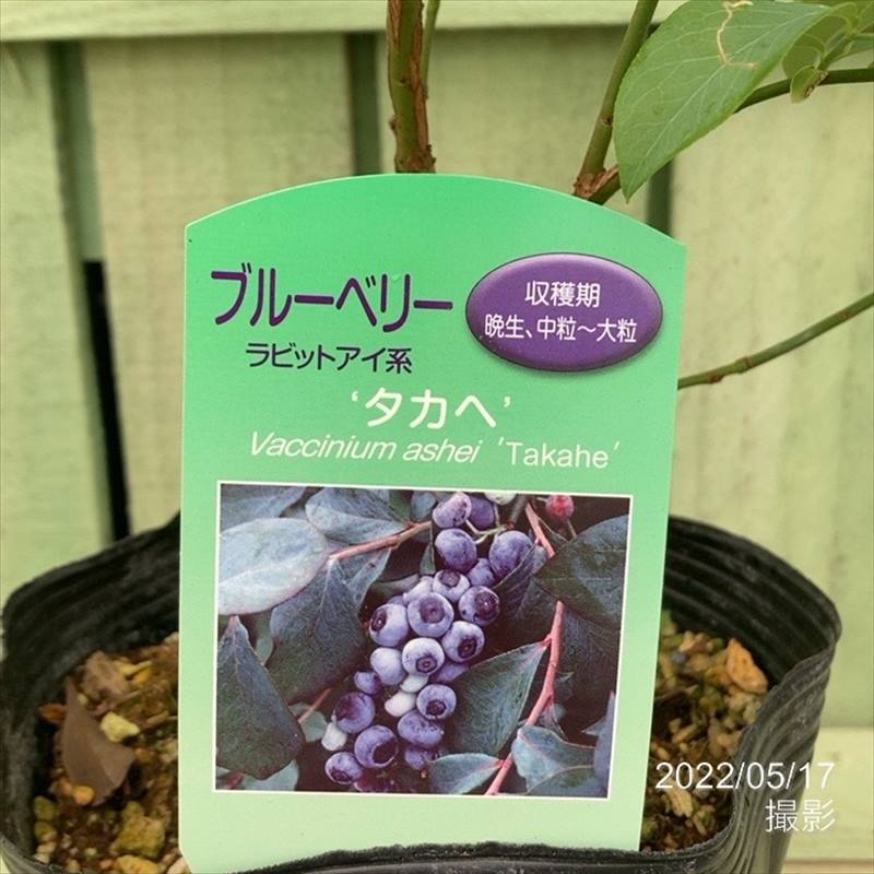 ブルーベリー ラビットアイ系 タカヘ 4.5～5号｜果樹04-PA | 果樹