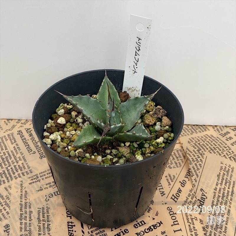 アガベ 3.5号 セバスティアナ トライアンファント sebastiana  