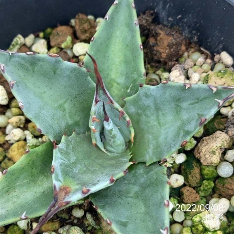 アガベ 3.5号 セバスティアナ トライアンファント sebastiana