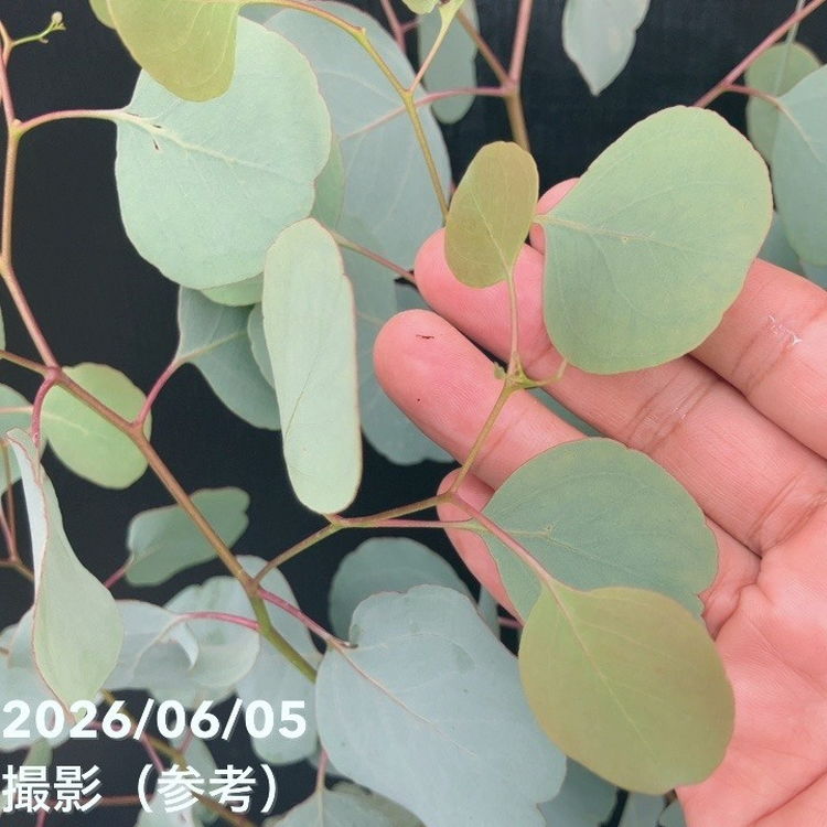 決算P5倍！10%OFF！8/2まで】ユーカリ ポポラス（ポリアンセモス）6号