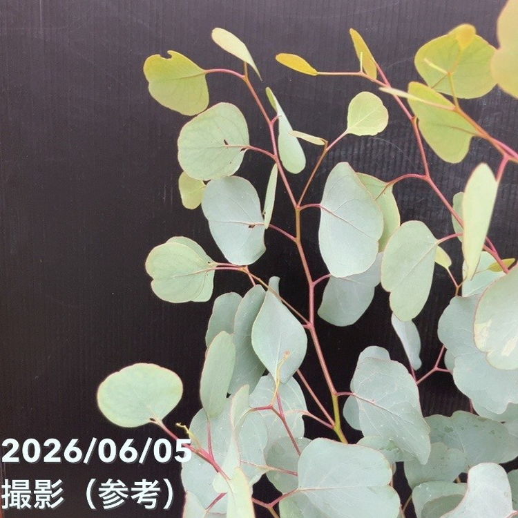 65周年記念セール】ユーカリ ポポラス（ポリアンセモス）6号｜花木10
