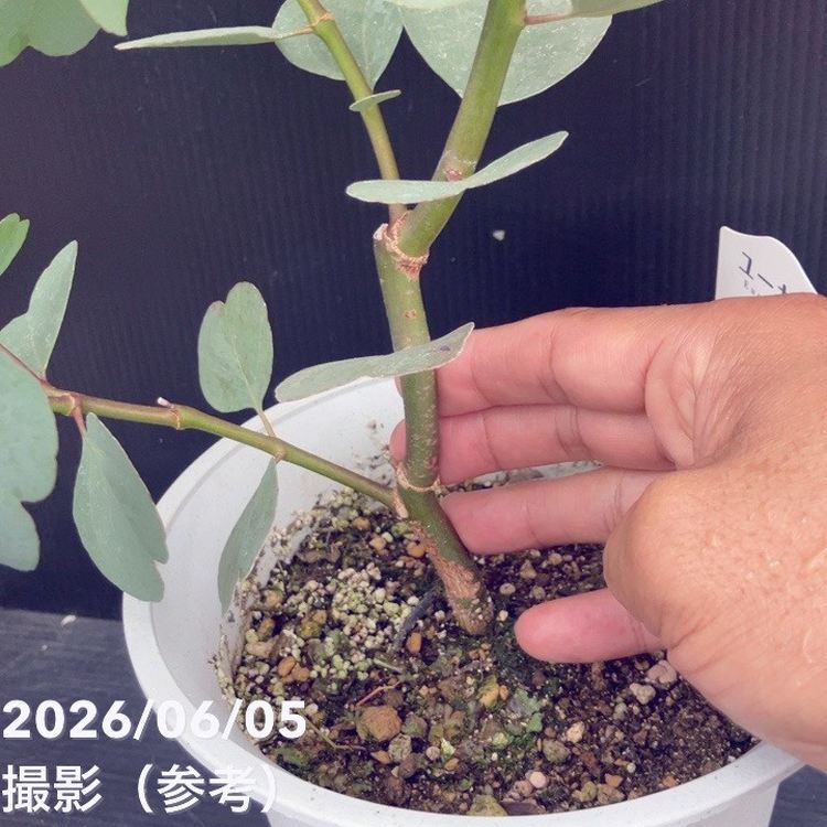 65周年記念セール】ユーカリ ポポラス（ポリアンセモス）6号｜花木10