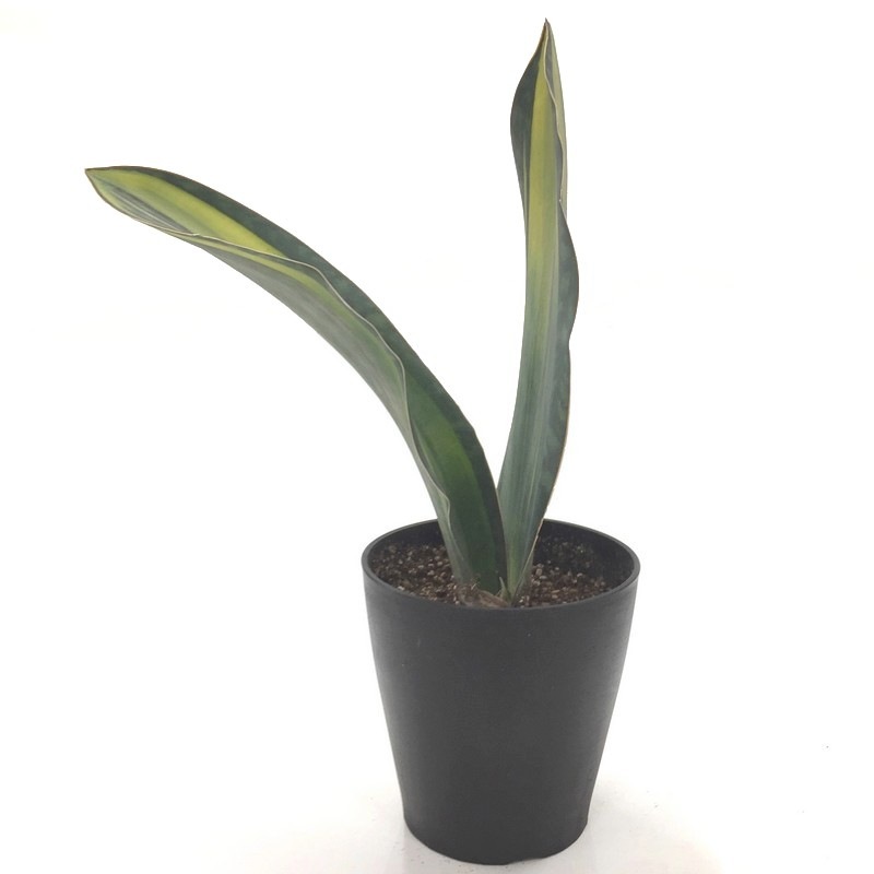 一点物 珍しい サンスベリア マッソニアナ バリエガータ 5号 黒鉢仕様 5 3 赤塚植物園自社農場 サンスベリア サンセベリア 赤塚植物園オンライン 花の音 一点物 珍しい サンスベリア マッソニアナ バリエガータ 5号 黒鉢仕様 5 3 赤塚植物園自社農場 サンスベリア サンセベリア 赤塚植物園オンライン 花の音