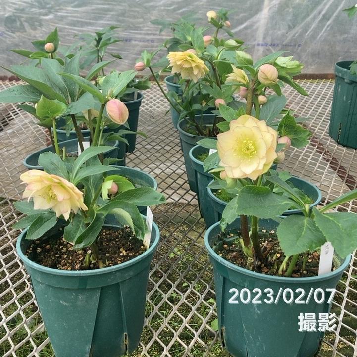 クリスマスローズ 伊勢みやび 5号 恋蛍｜山野01-D1 | 草花,クリスマス