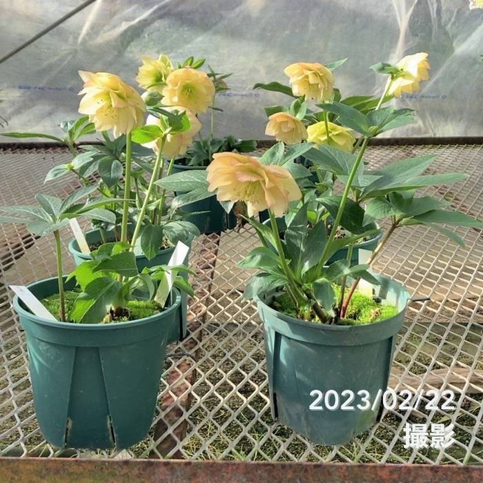 クリスマスローズ 伊勢みやび 5号 恋蛍｜山野01-D1 | 草花,クリスマス