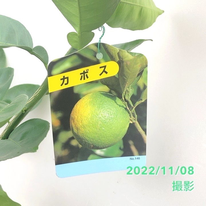 カボス 5号ロングポット 2年生苗｜果樹04-PA | 果樹,柑橘 | 赤塚