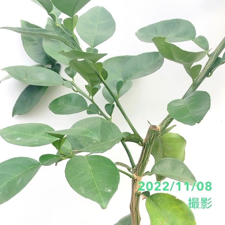 カボス 5号ロングポット 2年生苗｜果樹04-PA | 果樹,柑橘 | 赤塚