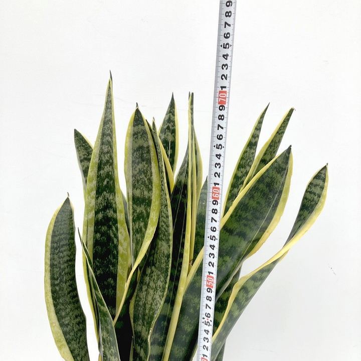 専用　サンスベリア ローレンチ 合成樹脂鉢 お皿付き 専用 サンスベリア ローレンチ 合成樹脂鉢 お皿付き 楽天市場